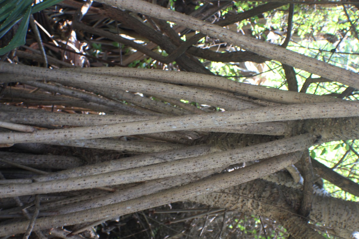 Pandanus odorifer (Forssk.) Kuntze